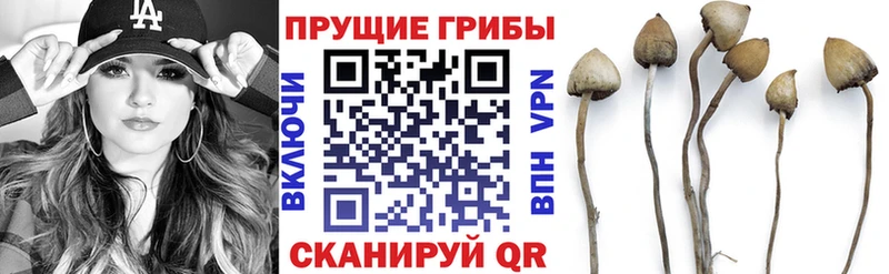 Купить где  Бутурлиновка  Галлюциногенные грибы GOLDEN TEACHER 